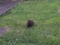 EGEL\ EGEL\