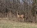 Deer Poaching