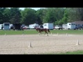 Click here to watch this video Fancy Dressage EMAA 1