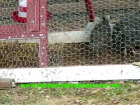 how to care for guinea keets
