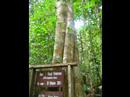 Bukit Bangkirai Balikpapan