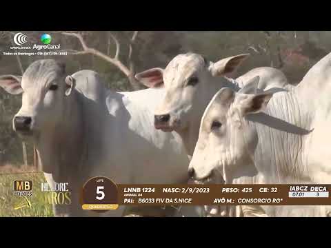 509 LEILO VIRTUAL MB LEILES