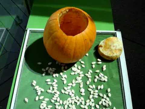 how to harvest seeds from a pumpkin