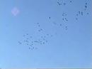 Snow geese in Orange Grove Snow geese in Orange Grove