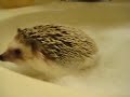 Here is my hedgehog Quentin during his monthly bath. He doesn't like it very much, but he needs to be bathed every once in a while because hedgehogs have very dry skin and get really itchy. The best thing to wash a hedgehog with is Unscented Aveeno Body Wash with Colloidal Oatmeal and a toothbrush. Though pretty much any unscented soap thats made for dry skin (these usually contain some form of oatmeal) should work just as well. At least he likes to cuddle in the warm towel afterwards ...