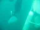 Wildsch�tz dive station #1