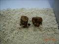 Growing Shiitake Mushroom at Home