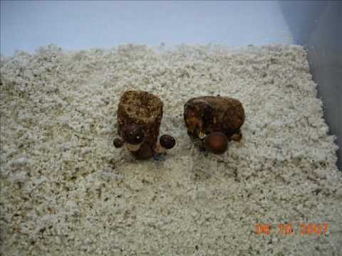 how to grow shiitake mushrooms