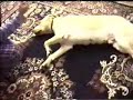 Smart Dog - Bruno Plays Dead Smart Dog - Bruno Plays Dead