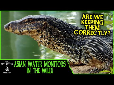 YouTube reptile video