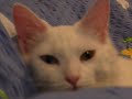 KITTY!!