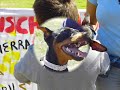 QUEDADA MADRILEÑA DE AMIGOS DEL PINSCHER MINIATURA