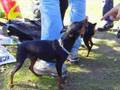 QUEDADA MADRILEÑA DE AMIGOS DEL PINSCHER MINIATURA