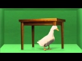 Liberad al Pato Willix "El primer pato pata"