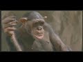 Cosmote Monkeys