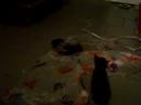 chatons