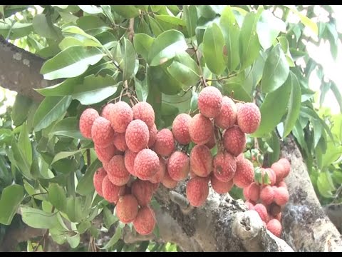 Xúc tiến tiêu thụ vải thiều niên vụ 2016 