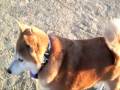 videos de ローリンと運動♪