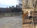 Watch-En Canie S-SN (Sampson) Haflinger For Sale Watch-En Canie S-SN (Sampson) Haflinger For Sale