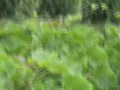 jatropha jatropha