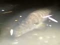 malalaking isda