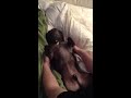 Click here to watch this video Ouie Pierre - french bulldog does trustfalls with Daddy