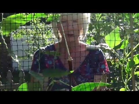 how to harvest red romaine lettuce