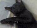 videos de MONgo borracho.3gp