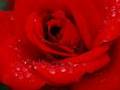 Erkan O�ur & �smail Hakk� Demircio�lu - Seher Yeli