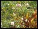 jardins cr�oles