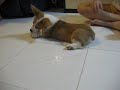 Albert Law's Corgi Dog