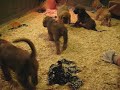 07-02-2012 Så er Odin´s familie på besøg