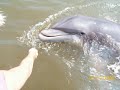 dolphins