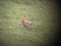 Hoopoe