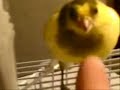 Kiko un canario con caracter