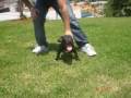 videos de BARBULL BULLY KONG