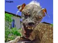 seeing-the-worlds-ugliest-dog.html