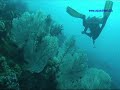 SCUBA Divng ??? Bohol-2?***