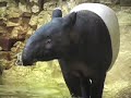 New Malayan Tapir at Denver Zoo New Malayan Tapir at Denver Zoo