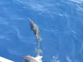 Delfines y Angeles