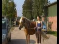 Lopen met Ninthe + Rondleiding stal