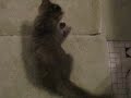 Nessa vs. Toilet Paper Roll Nessa vs. Toilet Paper Roll