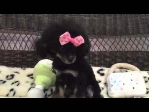 Stunning Phantom Toy Poodle baby girl