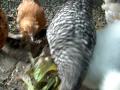 videos de Chicken Snack Attack