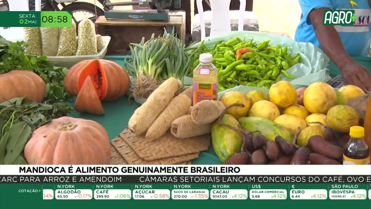 Mandioca é alimento genuinamente brasileiro