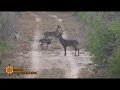 Trophy South Texas Bucks from High Adventure Company
