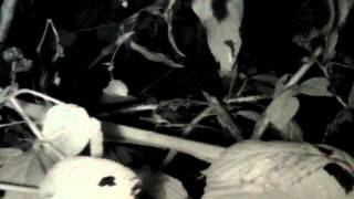 Pi NoIR infrared time-lapse: bramble bush