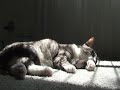 さすけ