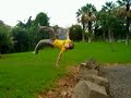 FLYING SATAS PARKOUR-Fort minor video