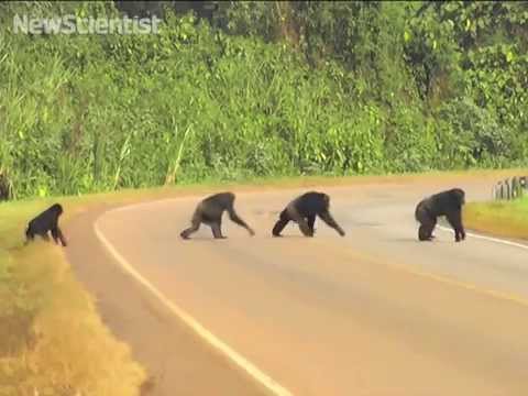 Antes de atravessar, chimpanzés param, escutam e olham